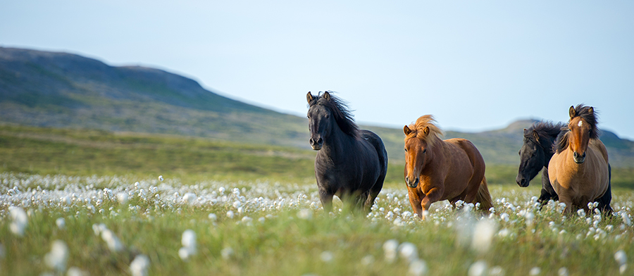 Spurning 1: Orkulaus og þungur hestur